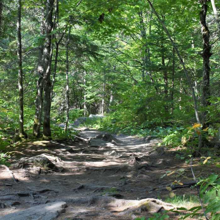 Near Canyon Falls Trail
