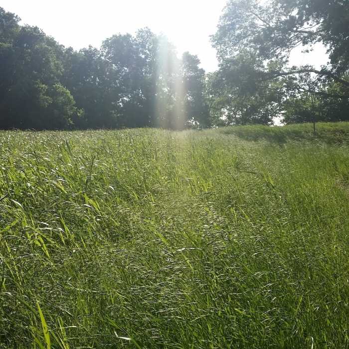 Lush native vegetation masks the trail in small meadows. Near Erwin Park