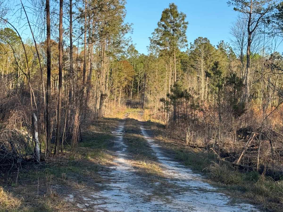 Rump Road trail photo