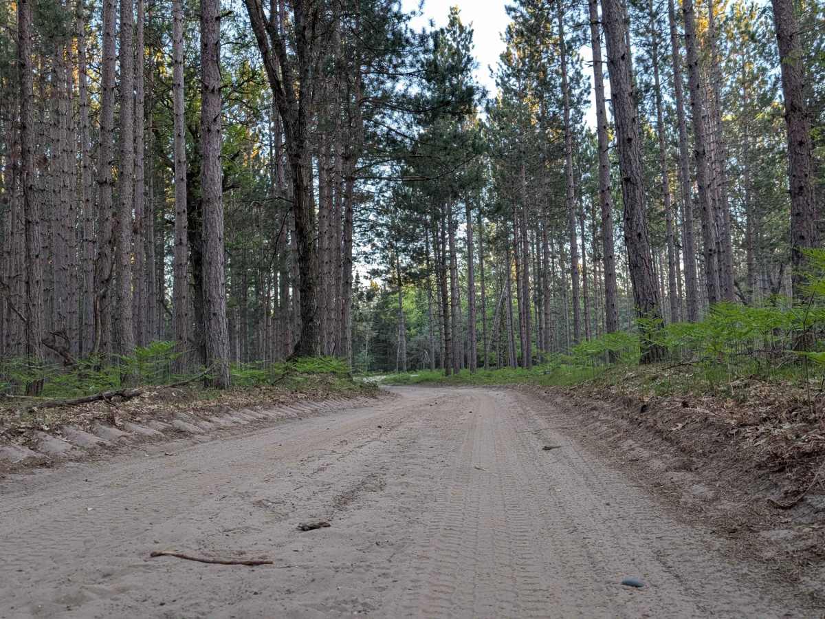 Yellow Tree Road photo 5