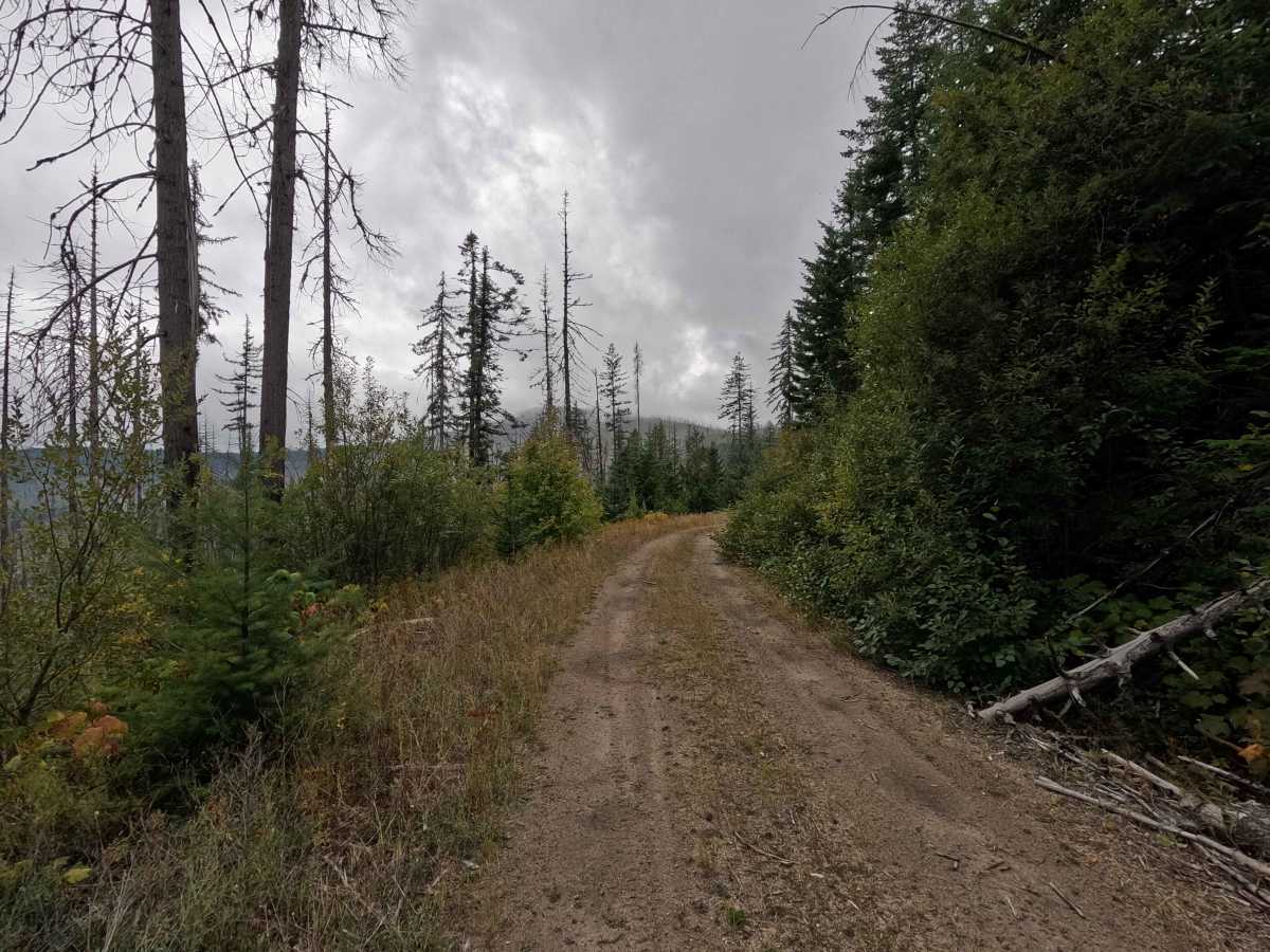 Blue Grouse - FS 460 photo 3