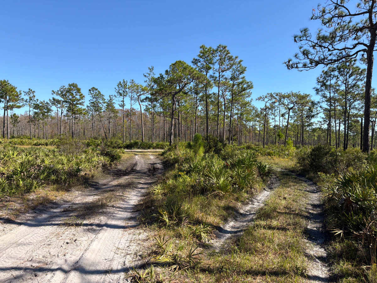 Road 15 - Three Lakes WMA photo 4