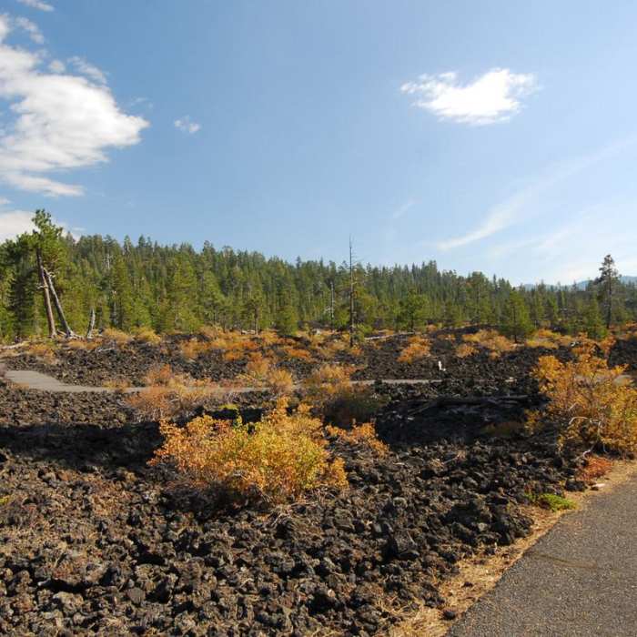 Near Lava Cast Forest Interpretive Trail