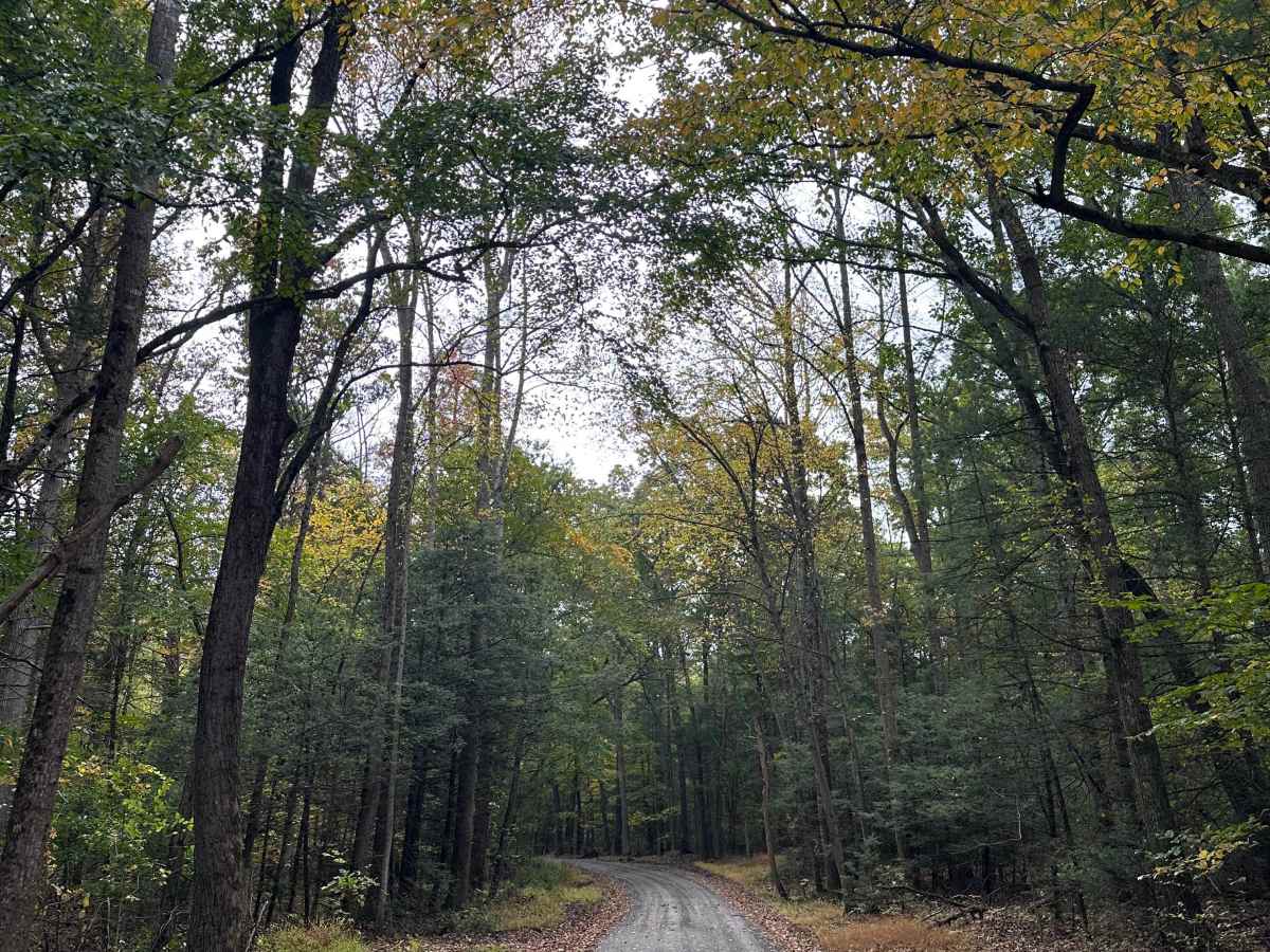 Rattlesnake Run  trail photo