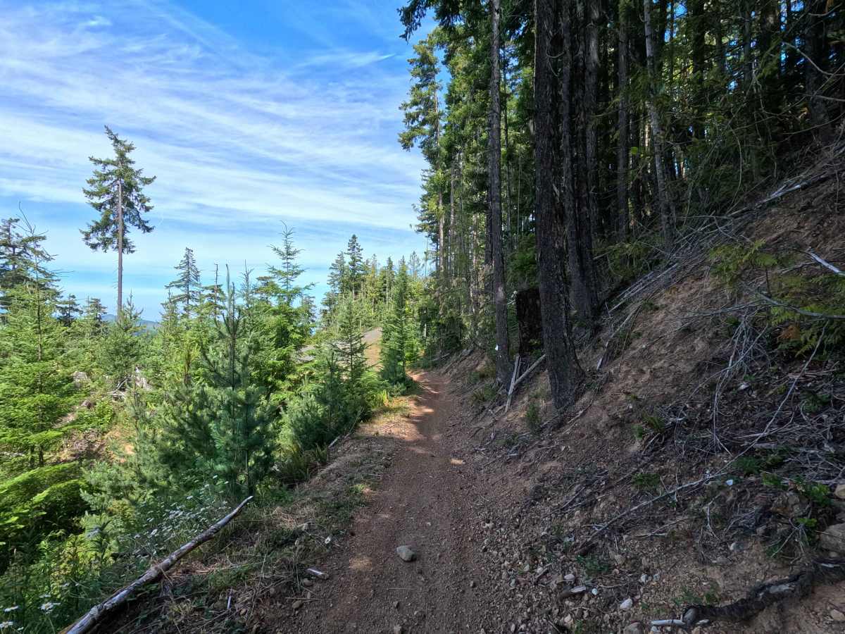 West Phantom Bear photo 2