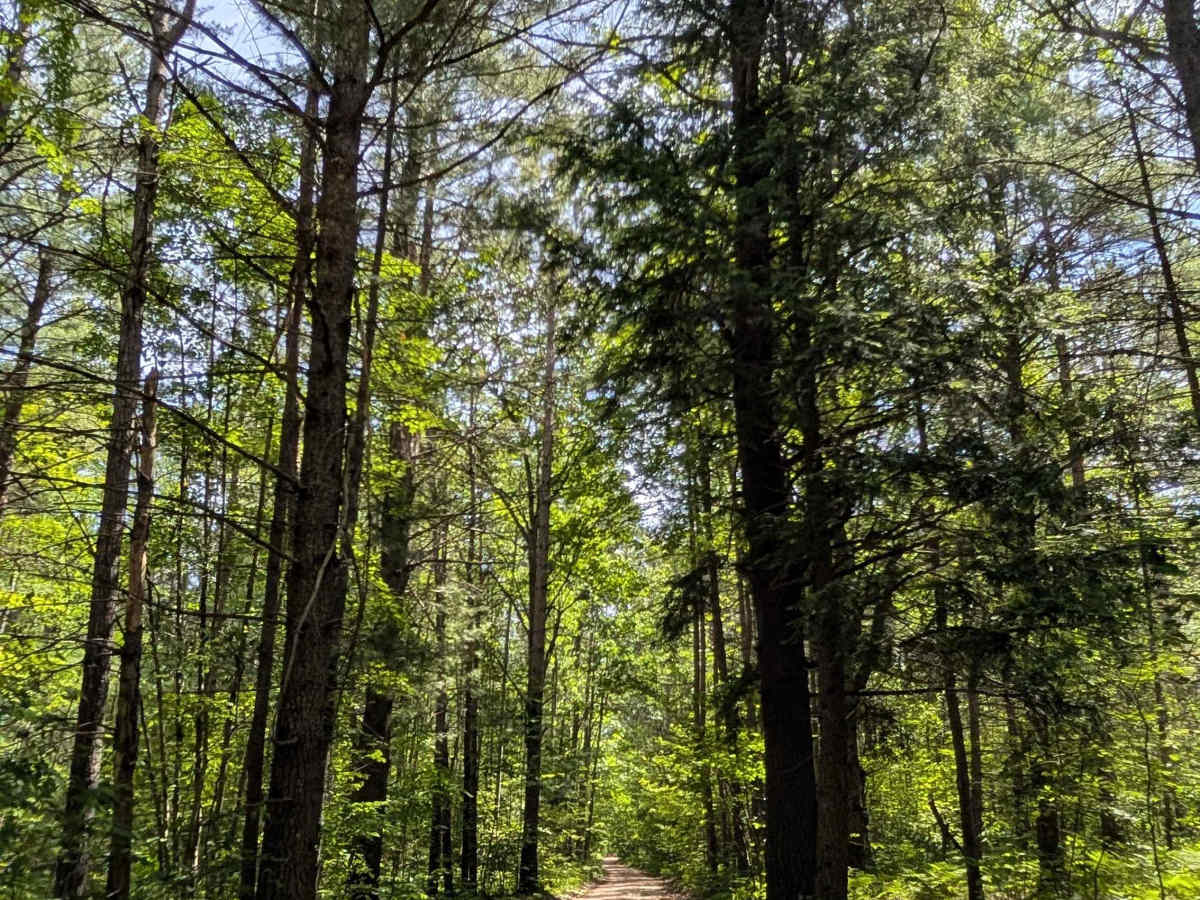 Black Lake Road photo 3