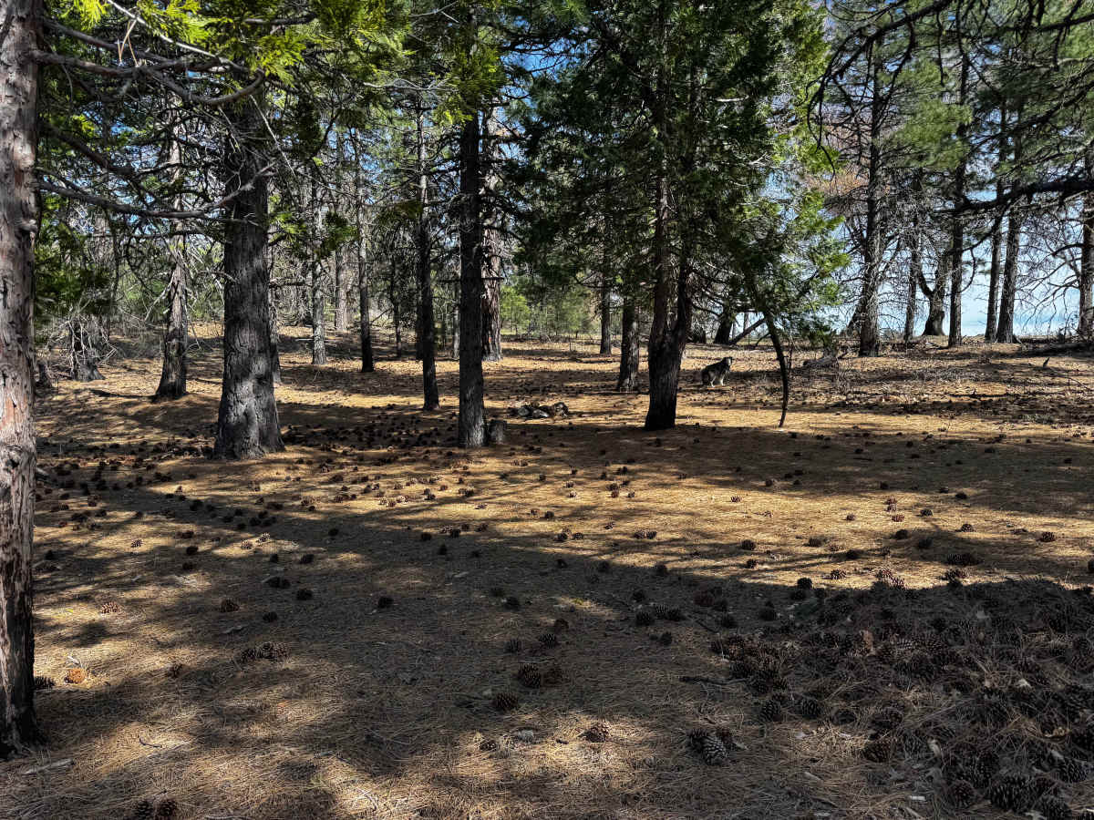 Boundary Road - FS 17N06 photo 4