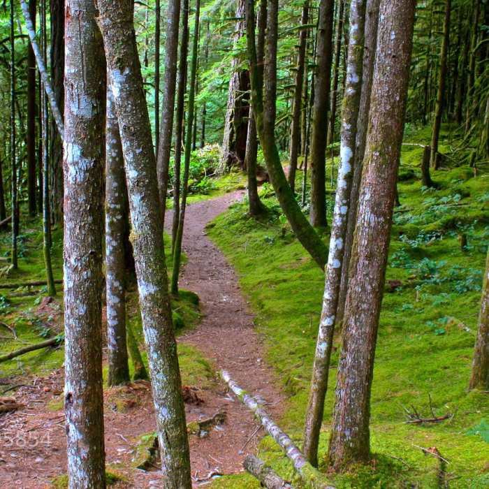 Near Blueberry Trail