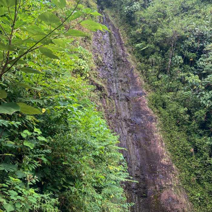 Near Pauoa Flats Lookout from Lyon Arboretum