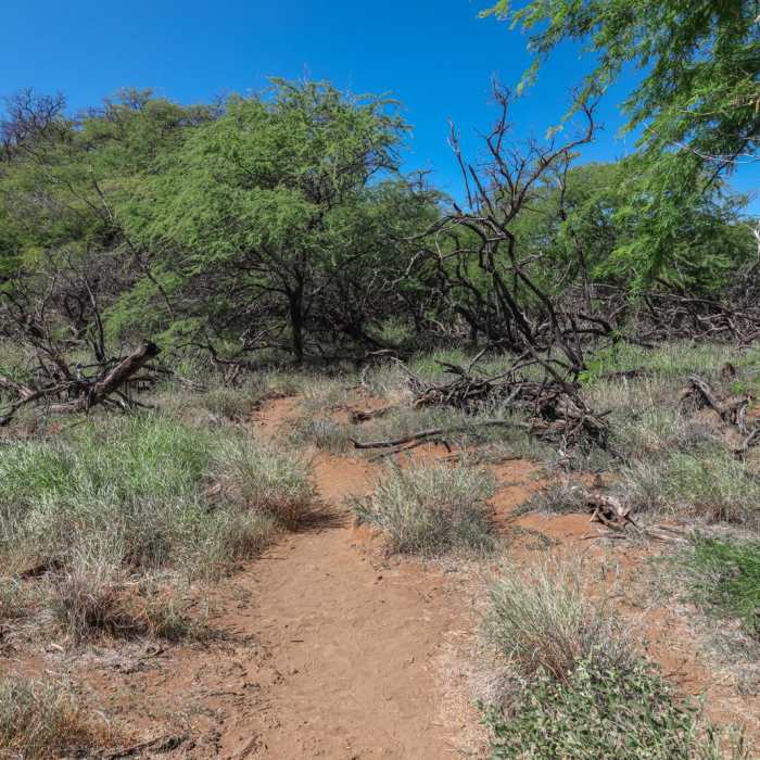 Near Puako Petroglyph Preserve via Malama Trail Near Puako Petroglyph Preserve via Malama Trail