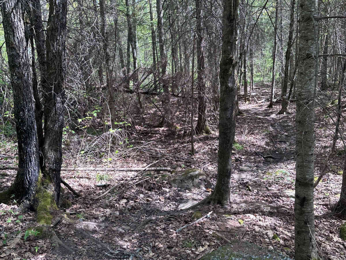 Moose Knuckle Ridge (M25 Section 3) photo 5