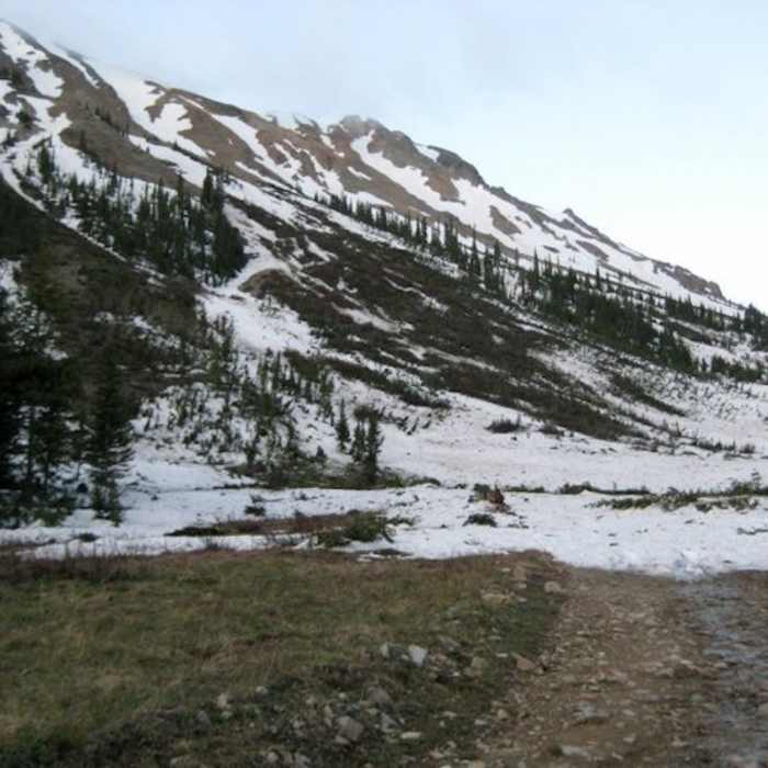 Avy damage along the road. Castle and Conundrum Trail Near Montezuma Basin #102