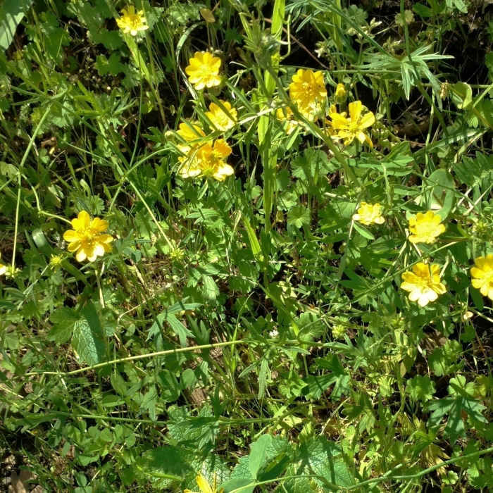 Near Coyote Lake and Ridge Hike