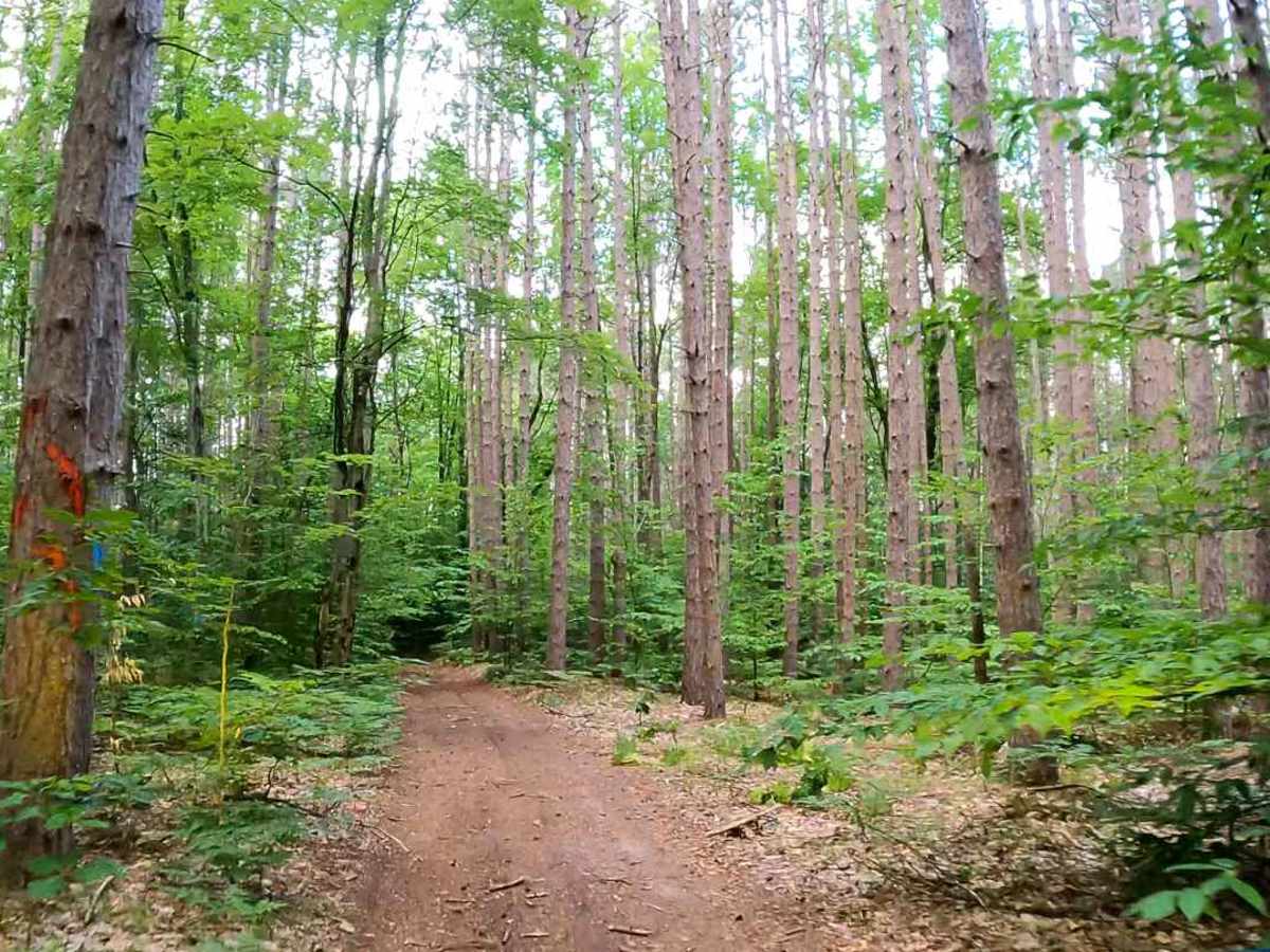 FS 7817 trail photo