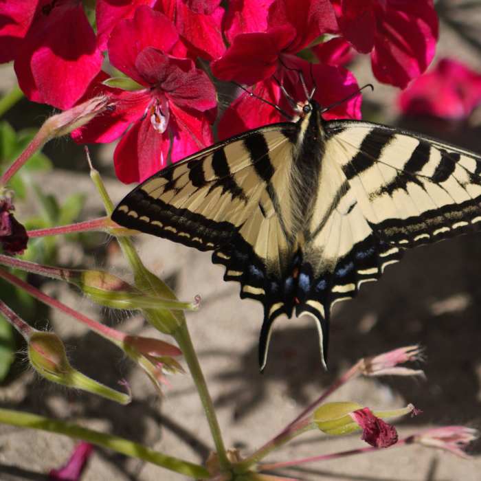 Near Palacio Del Mar Views Loop