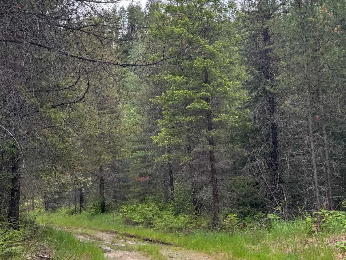 Halliday Trail - FS 3100-180 photo 3