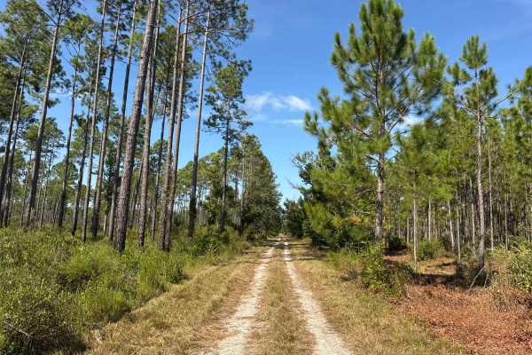 Warbler Loop South