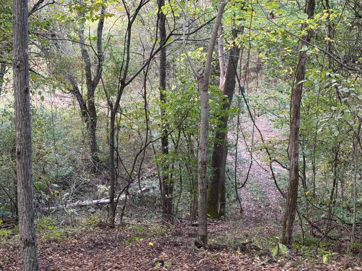 Bomber trail photo