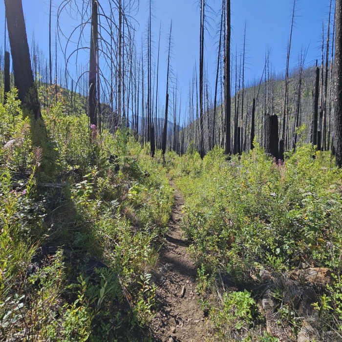 Near West Fork Fish Creek #101