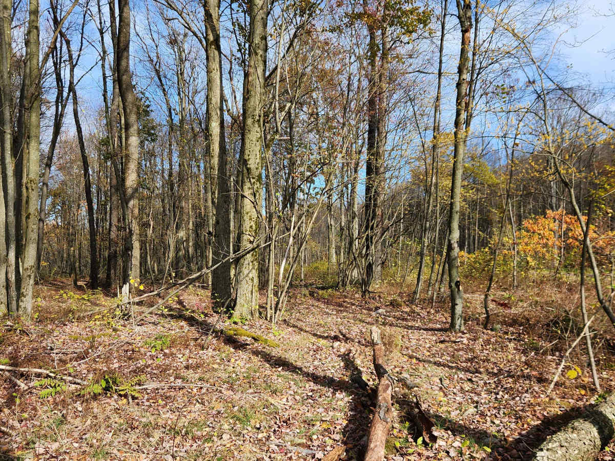 OHV 8 - Rock Run Recreation Area photo 4