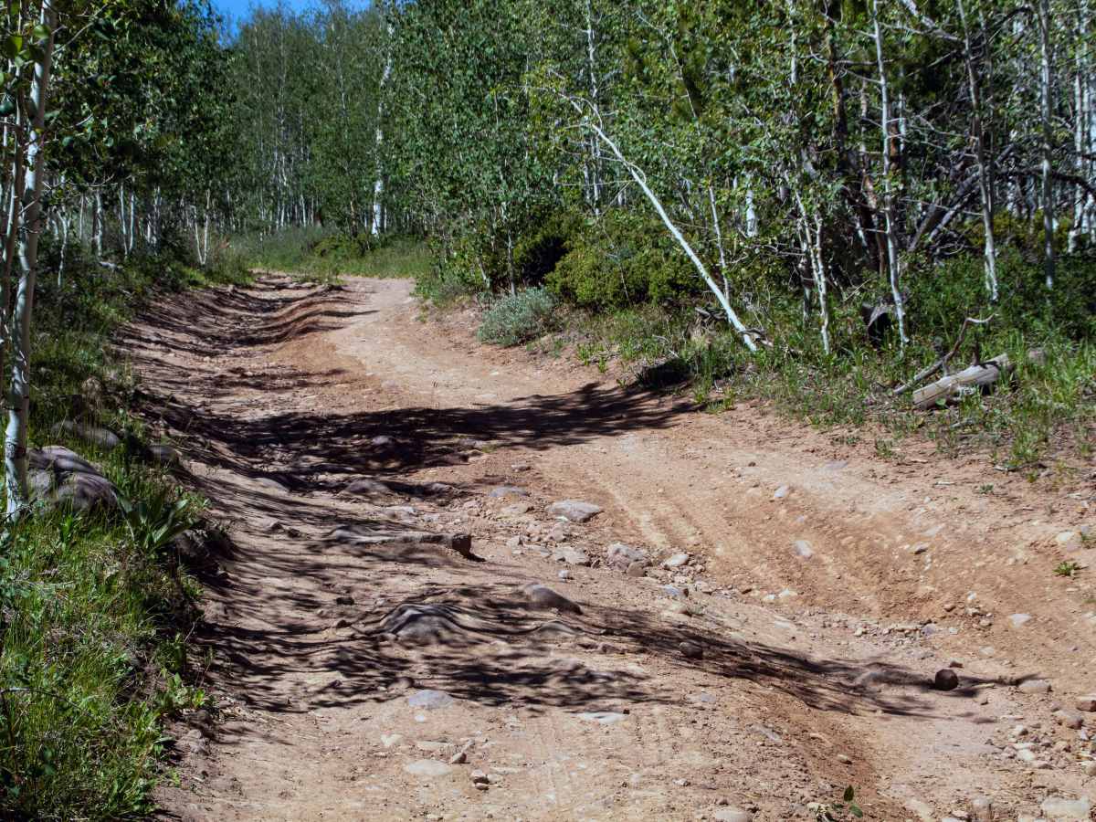 Cottonwood - FS 40013 photo 3