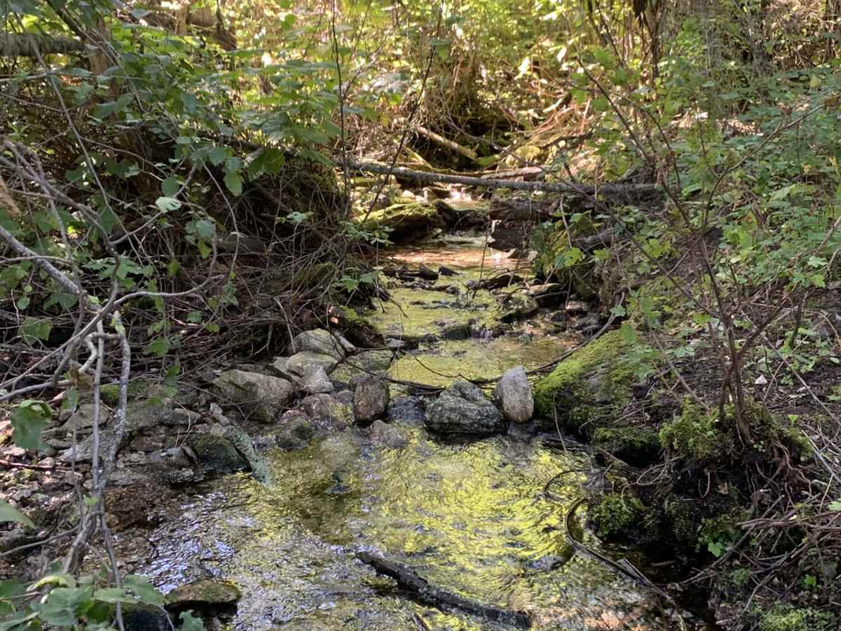 Gash Creek photo 5