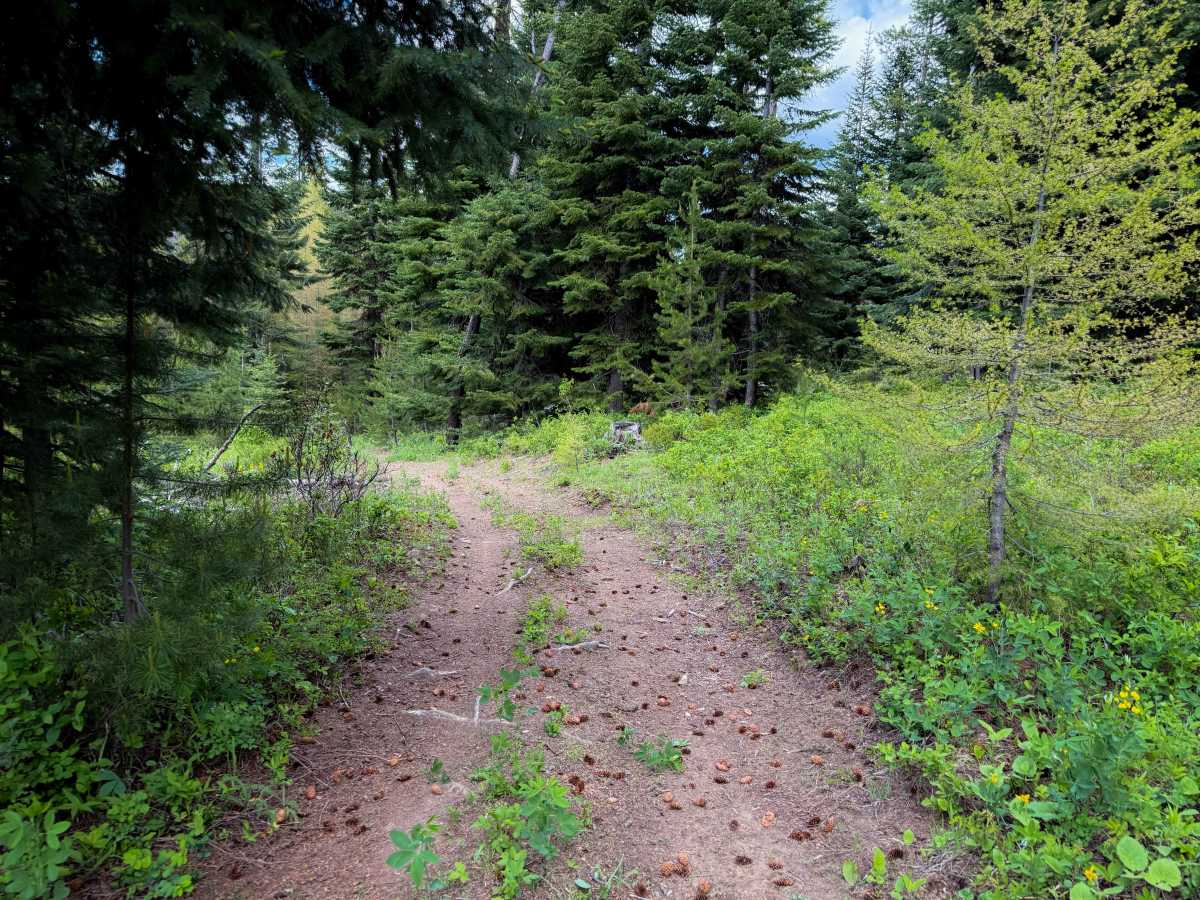 Down Low - Trail 455   photo 3