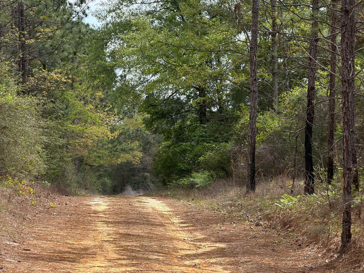 Jeff Capp Road - C133 photo 3