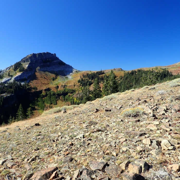 Near Box Camp Trail #5533