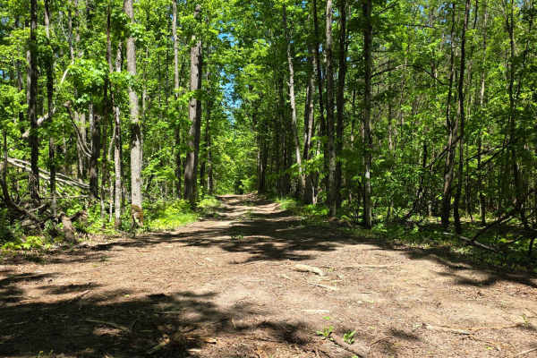 Wilber Hill