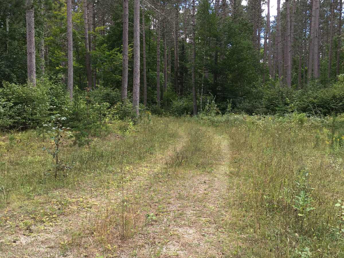 Burma Grade Spur B - FS 3124B trail photo
