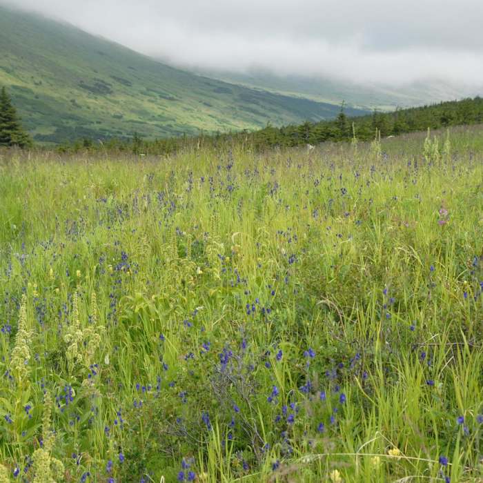 Near Williwaw Lakes + Mount Elliot Scramble