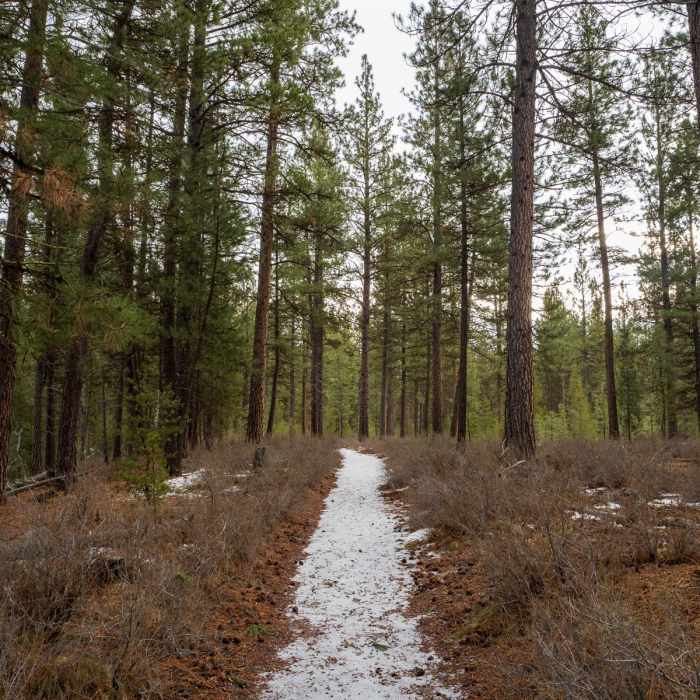 Near Cougar Woods Loop