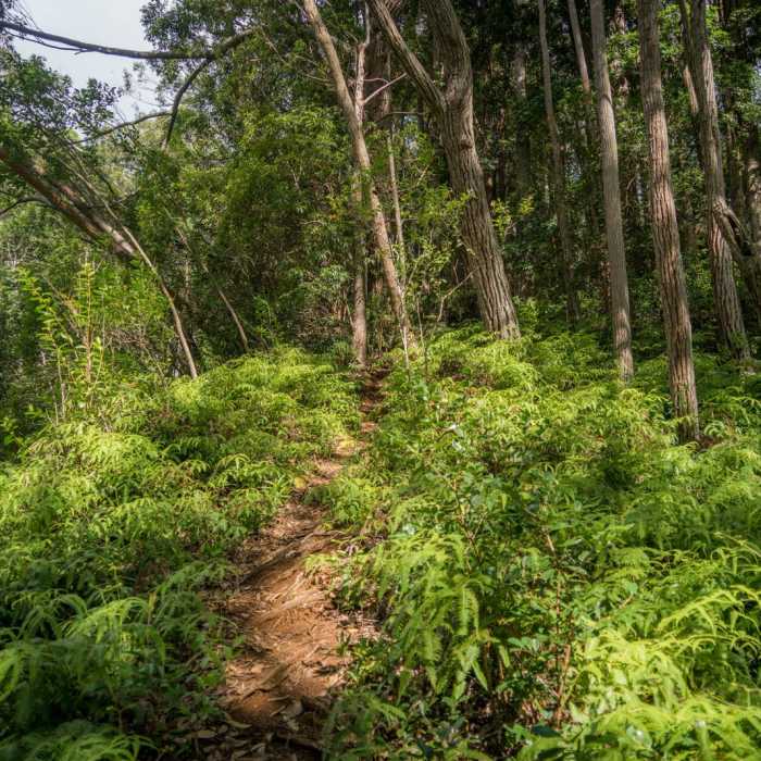 Near Wahiawa Hills Near Wahiawa Hills