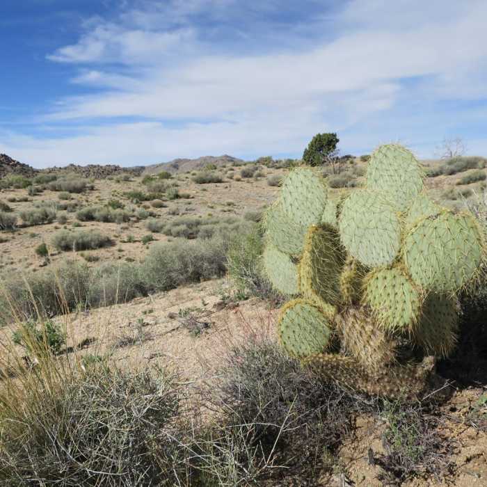 Near Rock Springs Loop