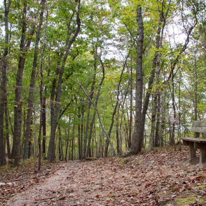 Near Eno River Loop + Overlook Near Eno River Loop + Overlook