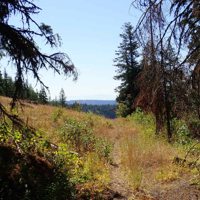 Near Grizzly Bear Trail #3103