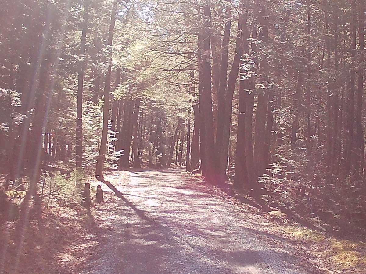 Smays Run Trail photo 5