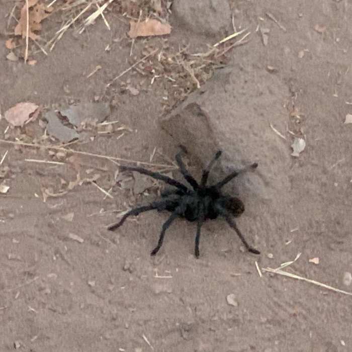 Near Oak Canyon Trail