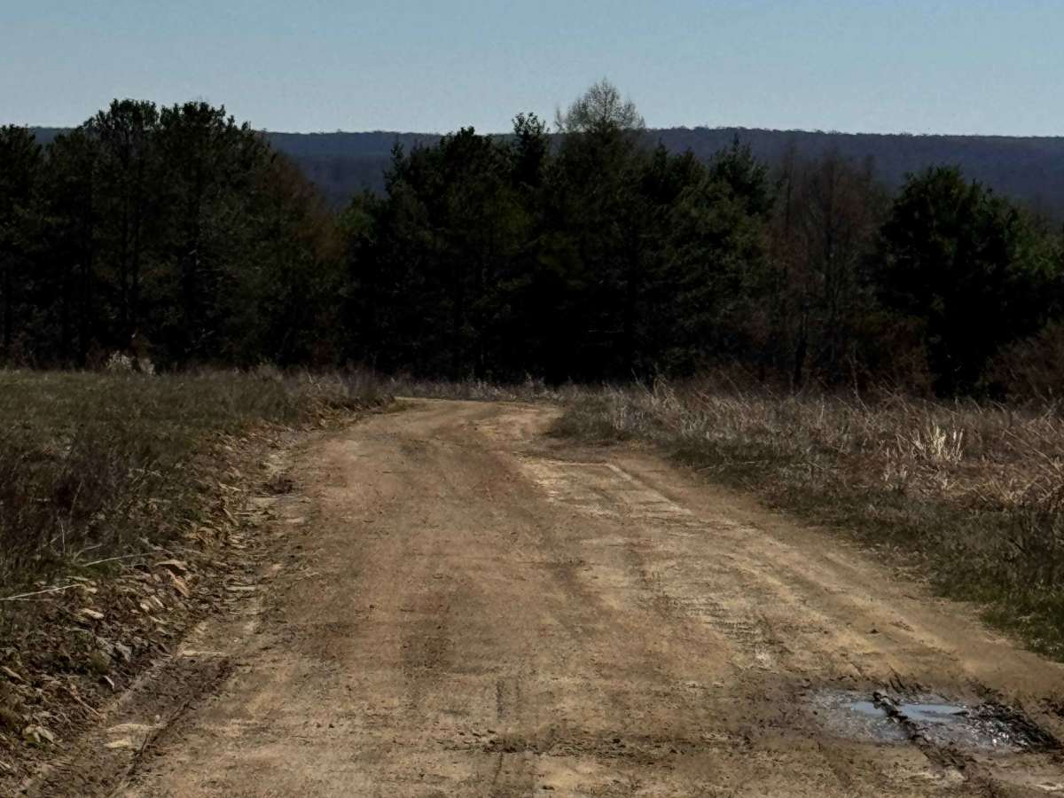 Logway Run Trail Spur photo 3