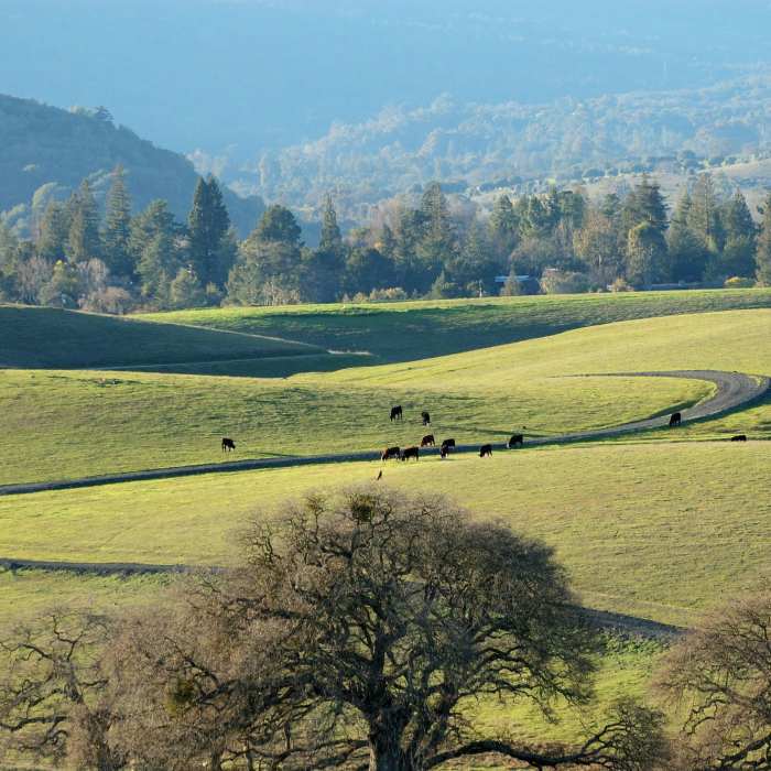 Near Arastradero Preserve Loop
