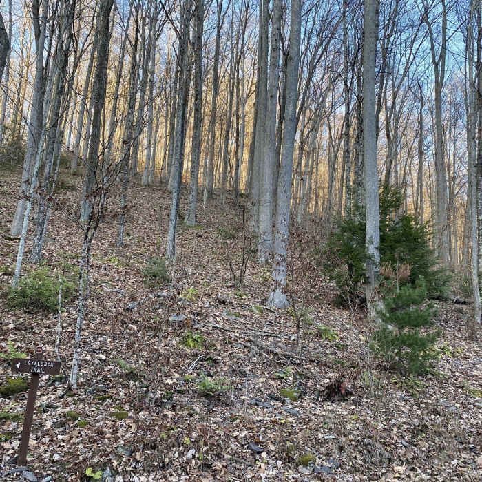 Looking up from the trailhead parking lot. Near Little Bear Creek Loop