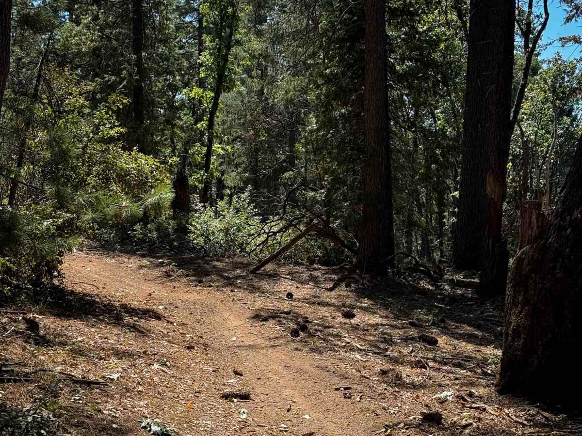 Trail 1-4 (11E42)   photo 4