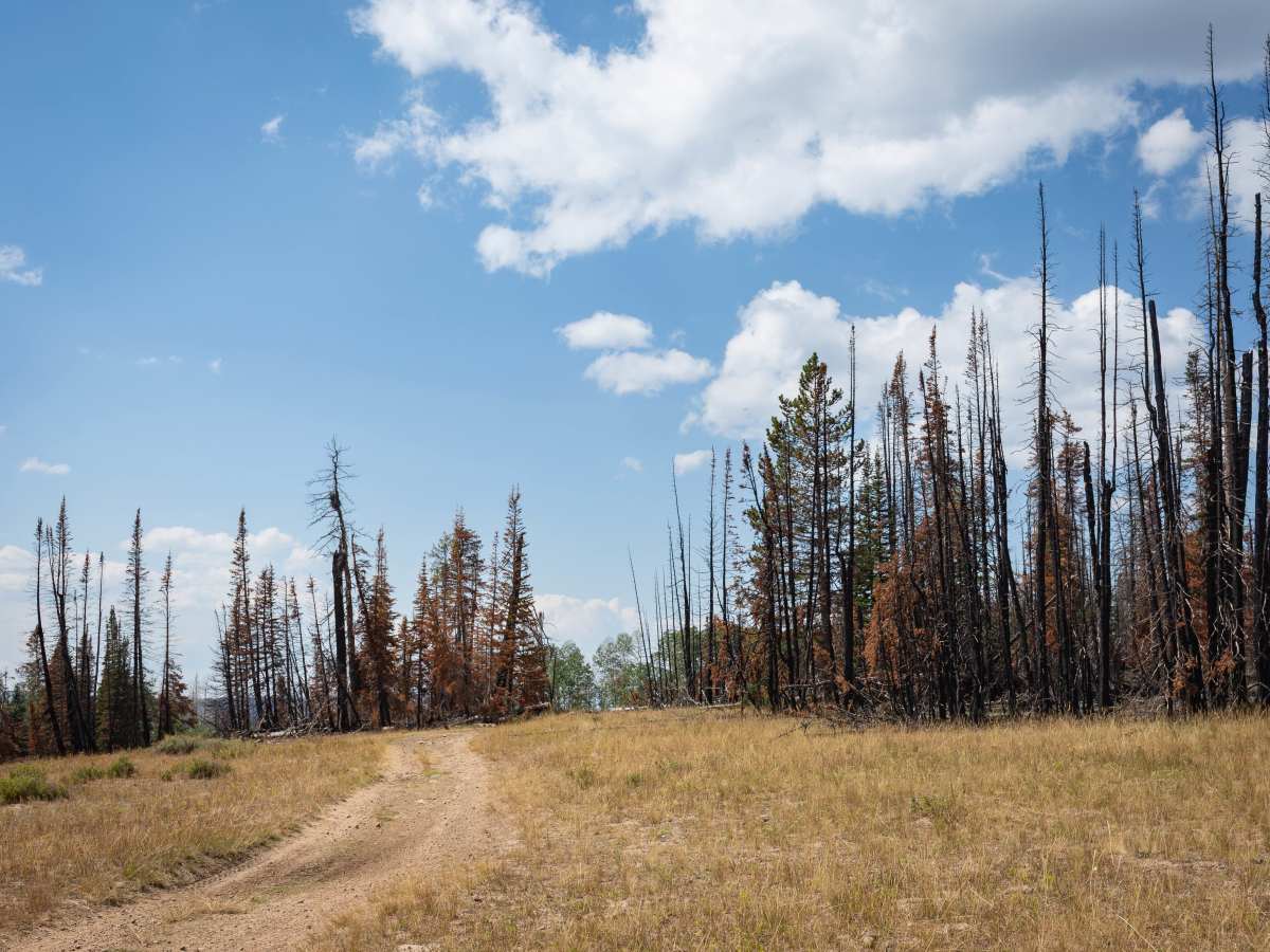 Forest Boundary - FS 70528 photo 6