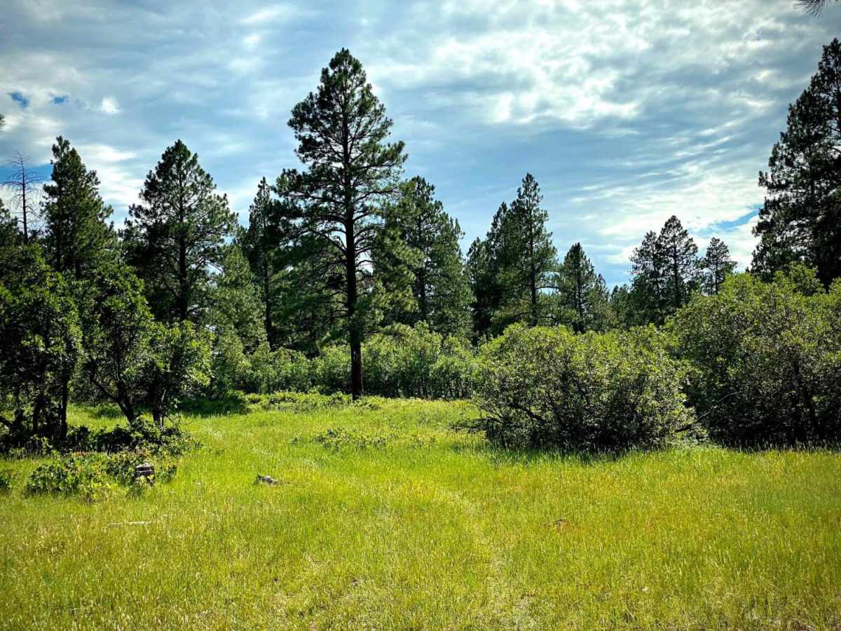 Fawn Gulch F-Fr Rd 666F photo 4