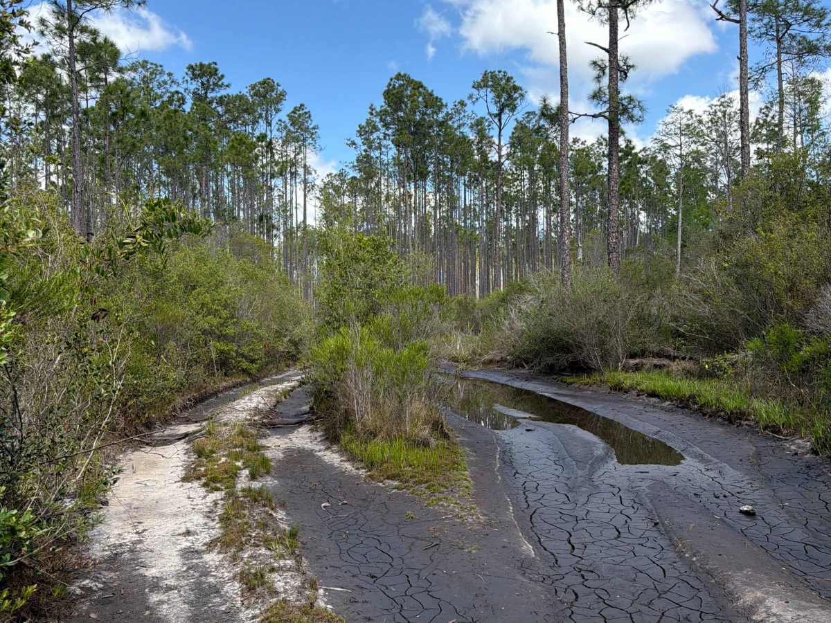 Stallion Bay - FS 137 trail photo