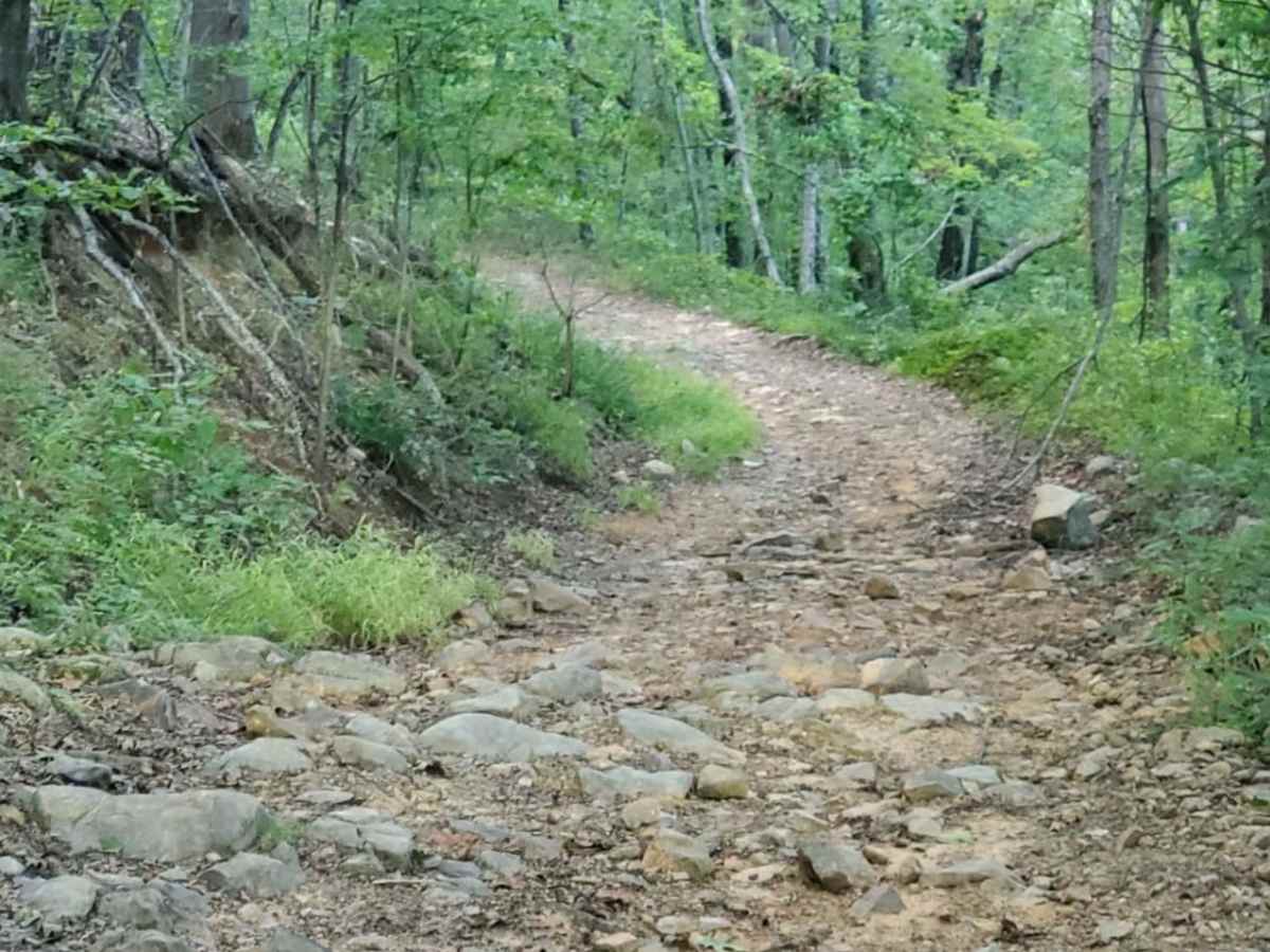 Little Cedar Bounce trail photo