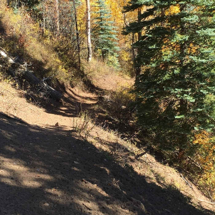 Near Clear Fork Trail #810