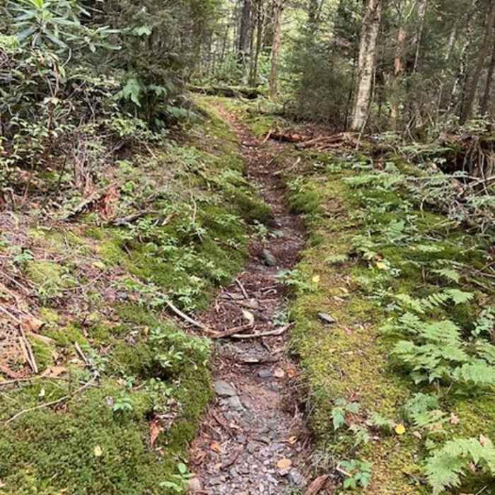 Near Spruce Mountain Trail