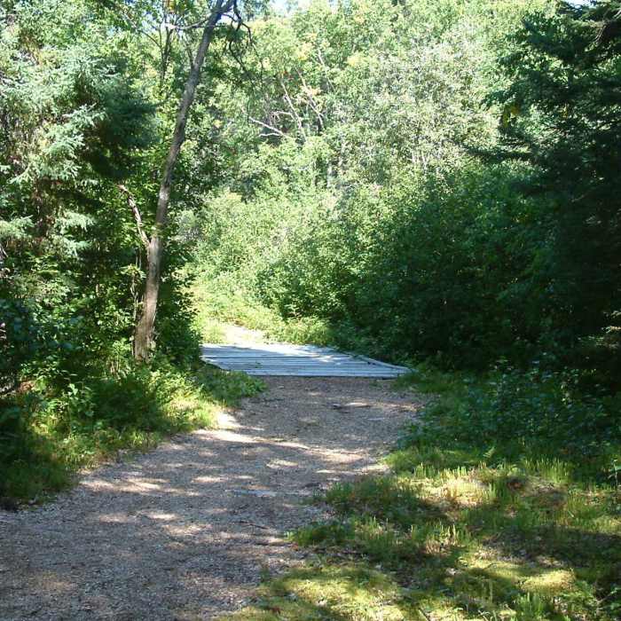 Rabbit Run Near Snowshoe Route #5